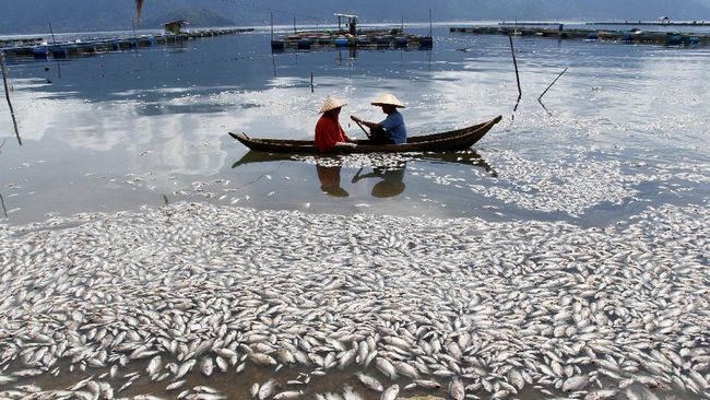 Nelayan melintas di dekat ribuan ikan karamba jaring apung yang mati di Danau Maninjau, Kabupaten Agam, Sumatera Barat.