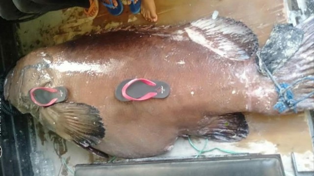 Ikan Kerapu 270 Kg.